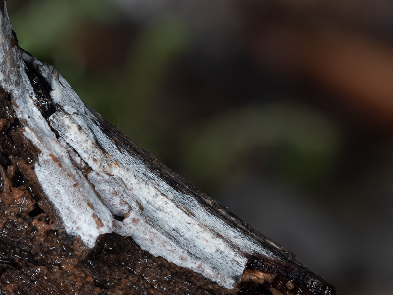 Acanthophysellum cerussatum
